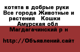 котята в добрые руки - Все города Животные и растения » Кошки   . Амурская обл.,Магдагачинский р-н